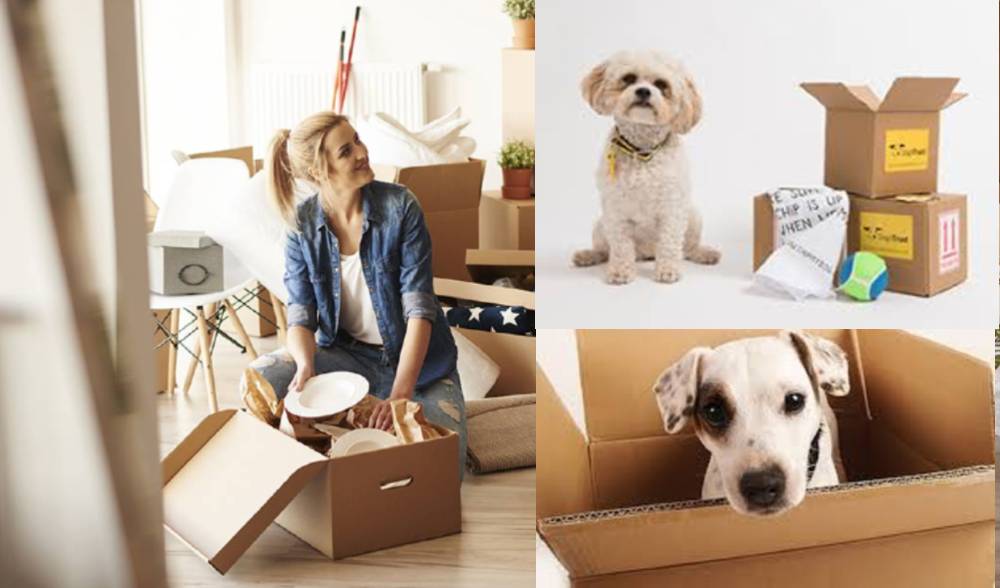 House Moving with Pets - Finding Reliable Pet Movers & House Movers