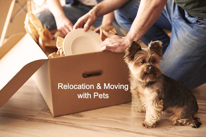 Packing house for relocation with your pet